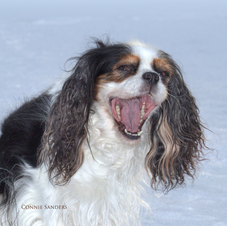 Entry image for Bindi. Clicking this image will show a larger photo