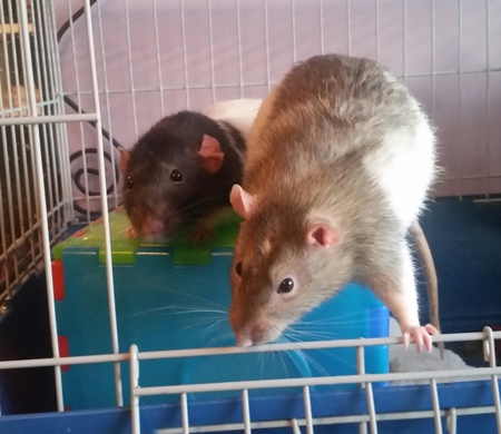 Entry image for Ben and Bubbles. Clicking this image will show a larger photo