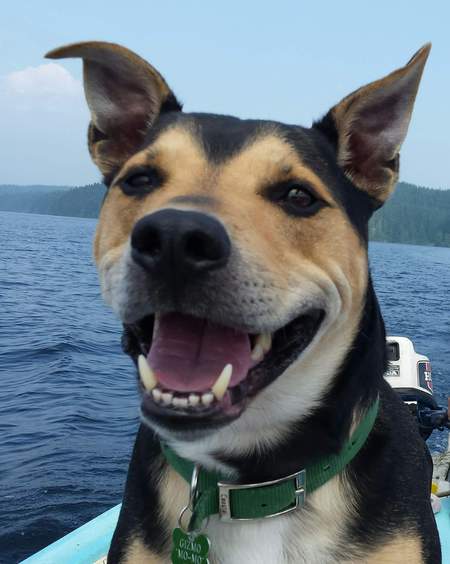 Entry image for Gizmo. Clicking this image will show a larger photo