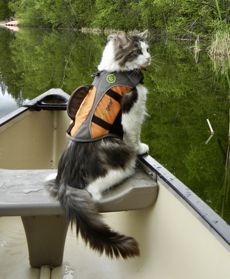 Entry image for Pips. Clicking this image will show a larger photo