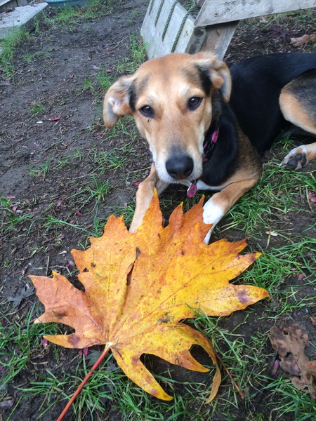 Entry image for Luna . Clicking this image will show a larger photo