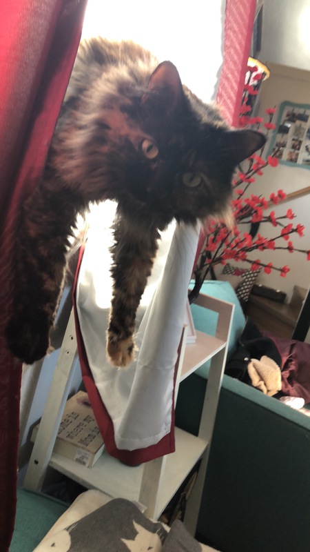 Entry image for Meredith . Clicking this image will show a larger photo