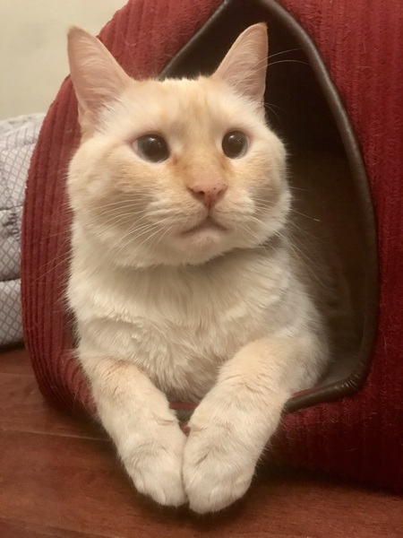 Entry image for Q-Tip. Clicking this image will show a larger photo