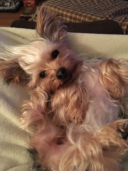 Entry image for Sweety . Clicking this image will show a larger photo