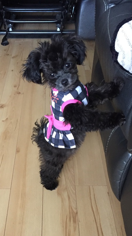 Entry image for Luna. Clicking this image will show a larger photo