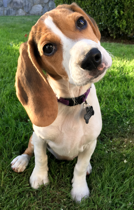 Entry image for Pluto. Clicking this image will show a larger photo