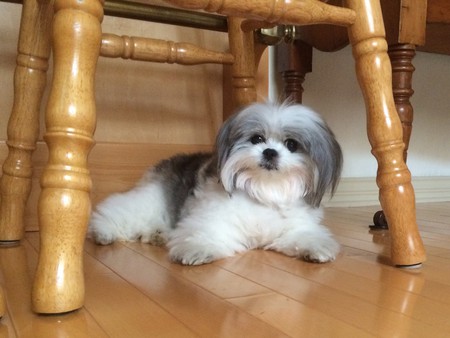 Entry image for Coco. Clicking this image will show a larger photo