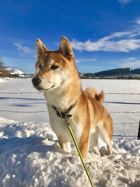 Entry image for Kita. Clicking this image will show a larger photo