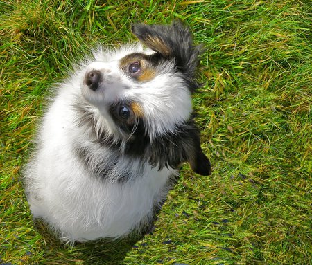 Entry image for Zorro. Clicking this image will show a larger photo