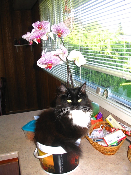 Entry image for Moxie. Clicking this image will show a larger photo