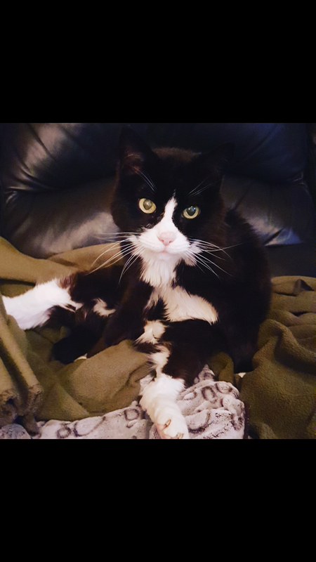 Entry image for Tiny Cat aka Tiny Tate aka Barb. Clicking this image will show a larger photo