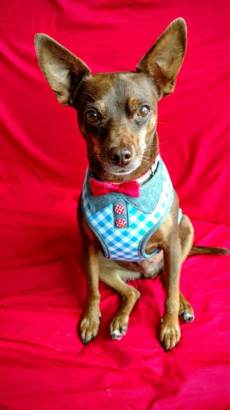 Entry image for Hanu. Clicking this image will show a larger photo