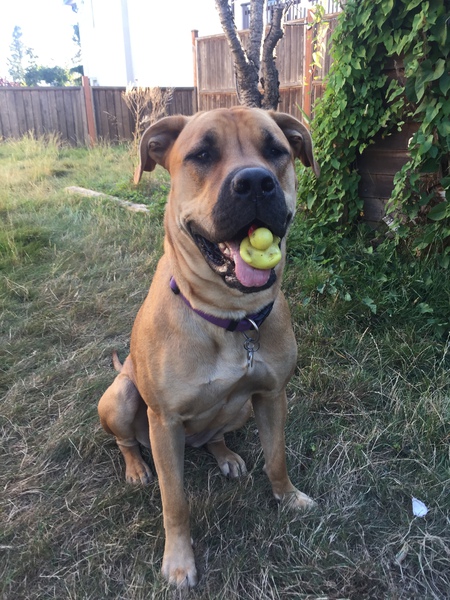 Entry image for Nova. Clicking this image will show a larger photo