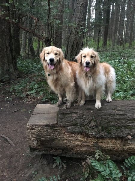 Entry image for Nugget and Kenzie. Clicking this image will show a larger photo