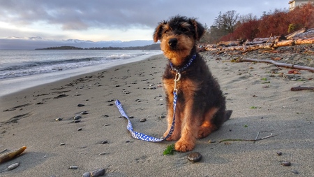 Entry image for Rupert Bear. Clicking this image will show a larger photo