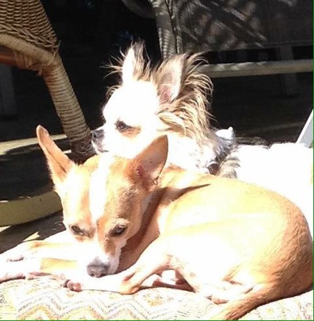 Entry image for Jada and Jujube. Clicking this image will show a larger photo