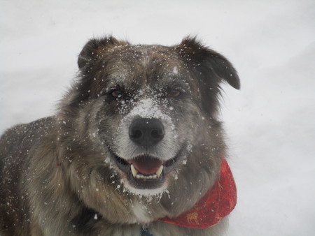 Entry image for Blue. Clicking this image will show a larger photo