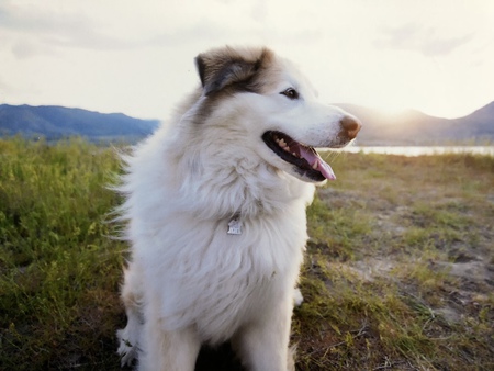 Entry image for Leila. Clicking this image will show a larger photo