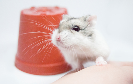 Entry image for Bheighkeigh. Clicking this image will show a larger photo