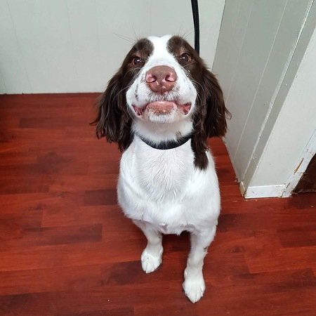 Entry image for Luna. Clicking this image will show a larger photo