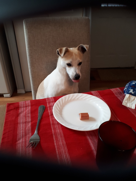 Entry image for Toby. Clicking this image will show a larger photo