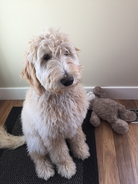 Entry image for Henry. Clicking this image will show a larger photo