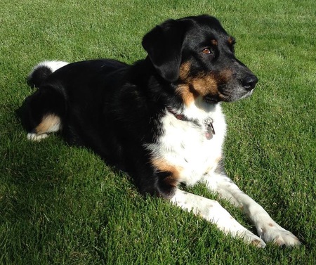 Entry image for Shadow. Clicking this image will show a larger photo