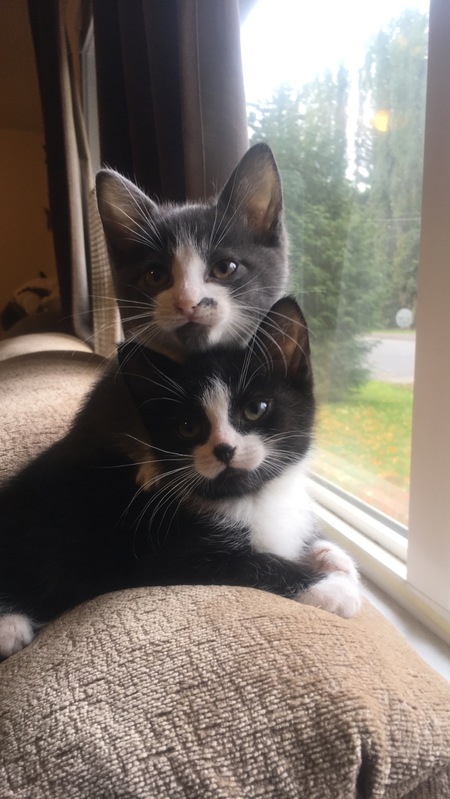 Entry image for Duke & Onyx. Clicking this image will show a larger photo