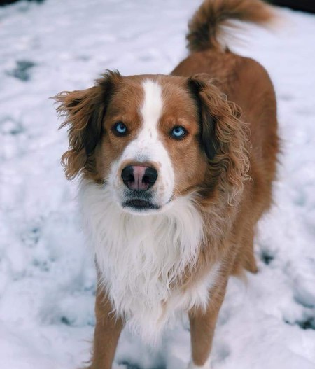 Entry image for Jax. Clicking this image will show a larger photo