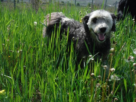 Entry image for Jake. Clicking this image will show a larger photo