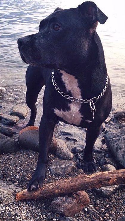 Entry image for Onyx. Clicking this image will show a larger photo