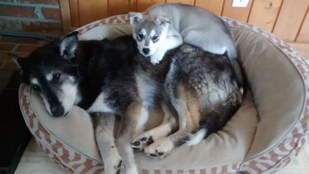 Entry image for Storm (black) and Luna (grey). Clicking this image will show a larger photo