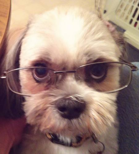 Entry image for Micah Bear. Clicking this image will show a larger photo