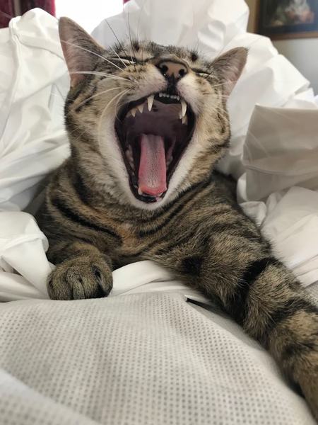 Entry image for Katie. Clicking this image will show a larger photo