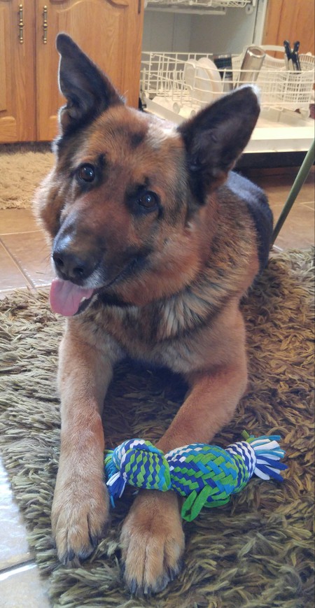 Entry image for Rudy. Clicking this image will show a larger photo