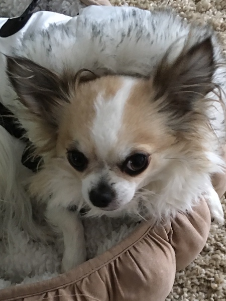 Entry image for Jujube. Clicking this image will show a larger photo