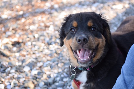 Entry image for Ripley. Clicking this image will show a larger photo