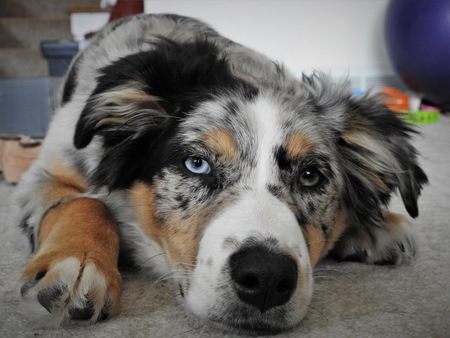 Entry image for Copper. Clicking this image will show a larger photo