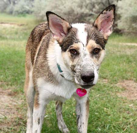 Entry image for Bailey . Clicking this image will show a larger photo