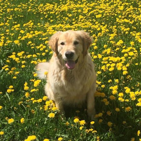 Entry image for Hunter. Clicking this image will show a larger photo