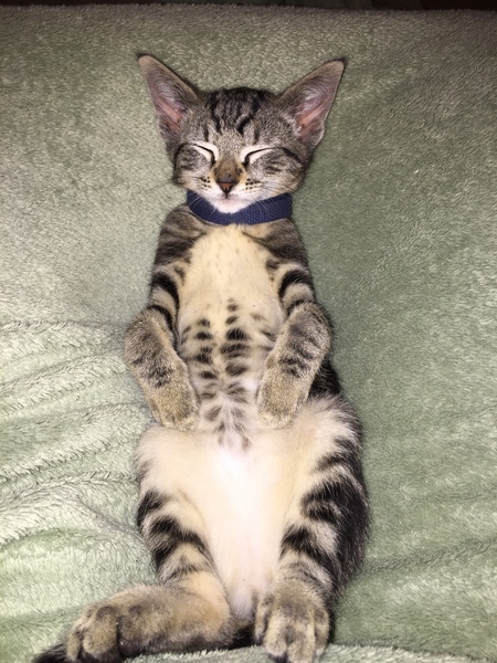 Entry image for Callie . Clicking this image will show a larger photo