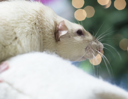 Entry image for Moose. Clicking this image will show a larger photo