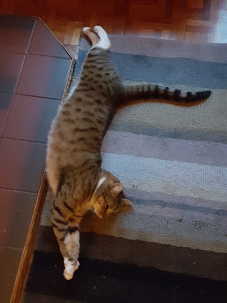 Entry image for Pandora . Clicking this image will show a larger photo