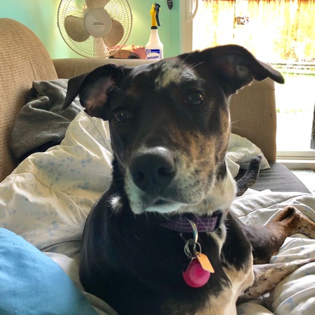 Entry image for Zoey. Clicking this image will show a larger photo