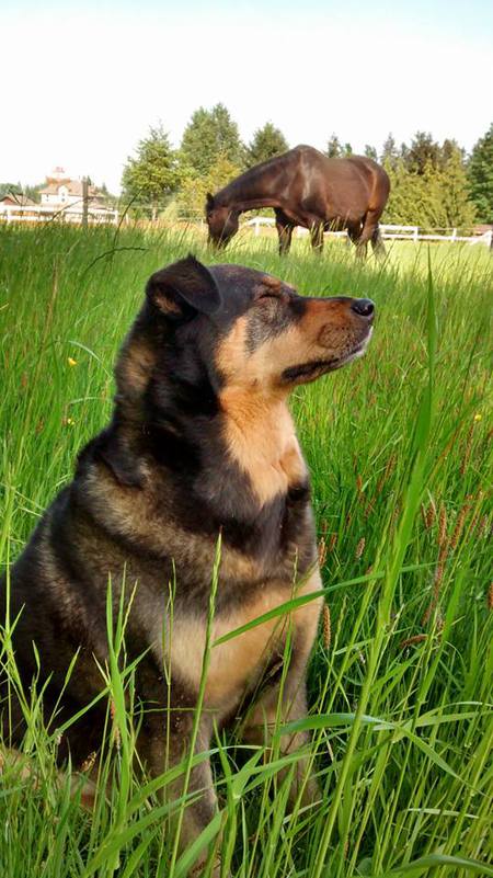 Entry image for Shyla. Clicking this image will show a larger photo