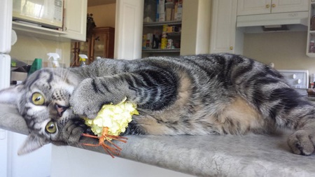 Entry image for Wellington . Clicking this image will show a larger photo