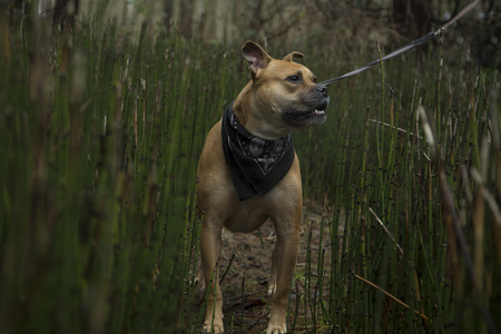 Entry image for Moose. Clicking this image will show a larger photo