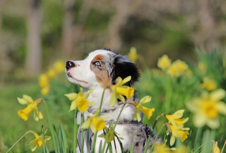 Entry image for Traeger. Clicking this image will show a larger photo