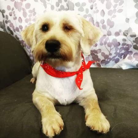 Entry image for Poppy. Clicking this image will show a larger photo