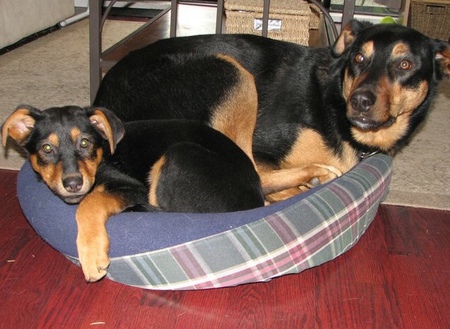 Entry image for Klio and Loki. Clicking this image will show a larger photo